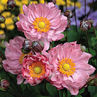 Анемона Pretty Lady Emily (сажні)