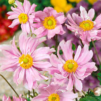 Анемона Mont Rose (сажниці)