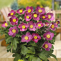 Анемона Pretty Lady Susan (сажінці)