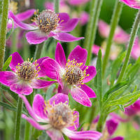 Анемона Anabella Deep Rose (смаженці)