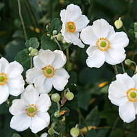 Анемона Honorine Jorbet (сажі)