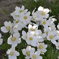 Анемона Snow White (сажіанці)