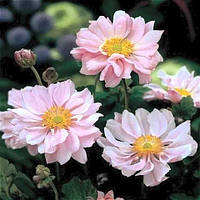 Анемона Koenigin Charlotte (сажінки)