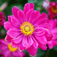 Анемона Pamina (сажниці)