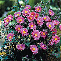 Анемона Prince Heinrich (сажниці)