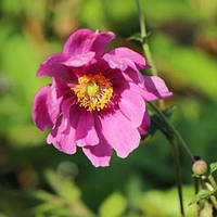 Анемона Rotkaeppchen (сажниці)