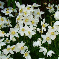 Анемона Anabella White (сажіанці)