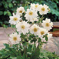 Анемона Whirlwind (саджанці)