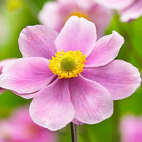 Анемона September Charm (сажіанці)