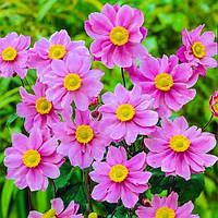 Анемона Serenade (смаженці)