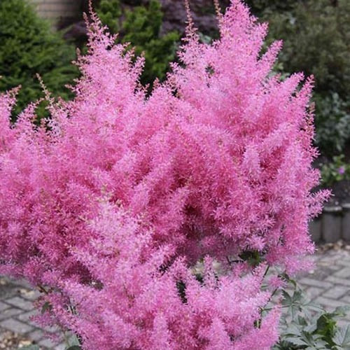 Астильба Gloria Purpurea (сажінці)