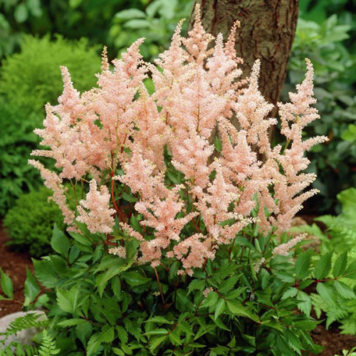 Астильба Peach Blossom (саджанці)