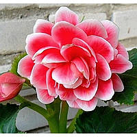 Бегония Camelia (клубни)