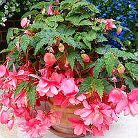 Бегония Pendula Cascade Pink (клубни)