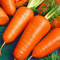 Семена овощей Морковь Талисман F1 / на ленте 5 м.