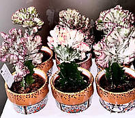 Еуфорбія Cristata. Эуфорбия. Euphorbia lactea Cristata.