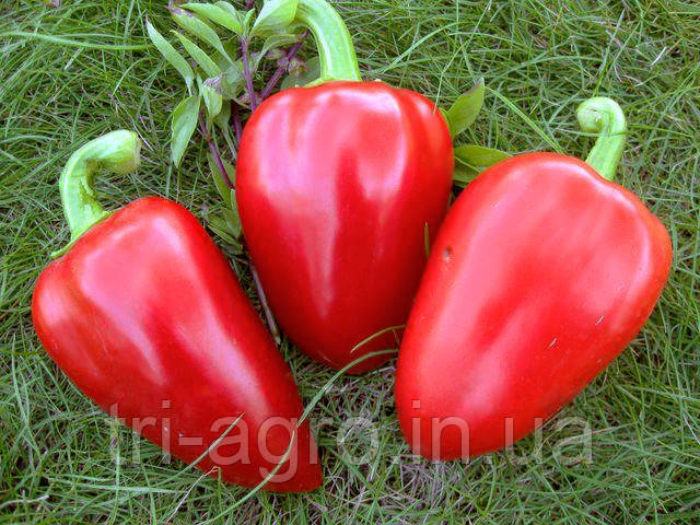 Перець солодкий Вероніка  0,3г ТМ Смачний