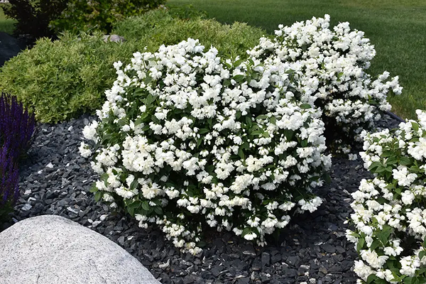 Чубушник вінцевий Сноубол/Сноубель Philadelphus coronarius Snowbelle