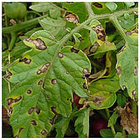 Макроспоріоз пасльонових культур, опис та способи лікування хвороби