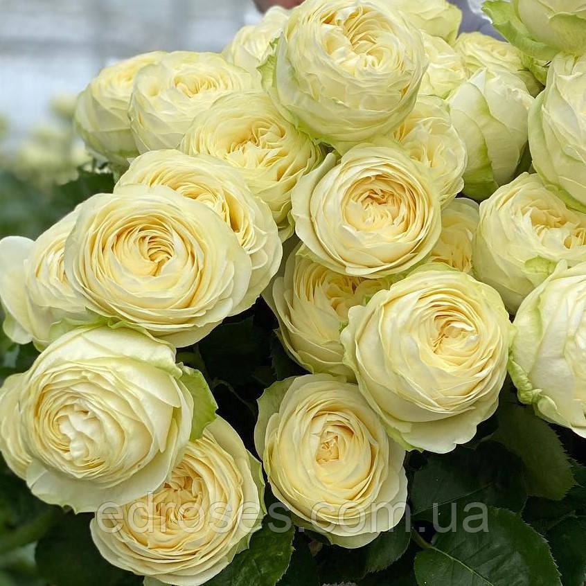 Пюр Блонд (Pure Blonde)