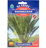 Пальма Фінікова 5 шт Gl Seeds, насіння