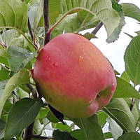 Яблуня Амбассі. (М26). Пізньо-літній сорт