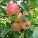 Яблуня Амбассі. (М26). Пізньо-літній сорт. (ввв), фото 2