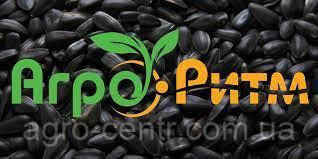 Насіння кукурудзи Марсель ФАО 280, фото 1