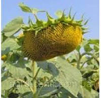 Насіння соняшника Альдазор