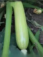 АРДЕНДО F1 / ARDENDO F1 - Кабачок, Enza Zaden