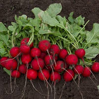 Адель F1 (стандарт 2,2-2,4) насіння редису (Lucky Seed)