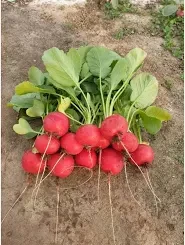 Редиска СТЕЛЛАР F1 | STELLAR F1 Syngenta, фото 1