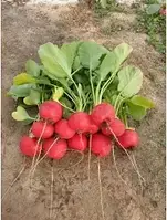 Редиска СТЕЛЛАР F1 | STELLAR F1 Syngenta