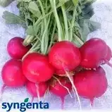 Редиска СТЕЛЛАР F1 | STELLAR F1 Syngenta, фото 2