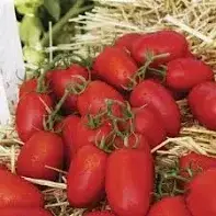 Томат П'ЄТРА РОССА F1 | PETRA ROSSA F1 Clause