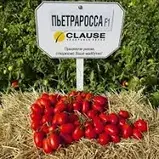 Томат П'ЄТРА РОССА F1 | PETRA ROSSA F1 Clause, фото 2