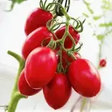 Томат П'ЄТРА РОССА F1 | PETRA ROSSA F1 Clause, фото 3