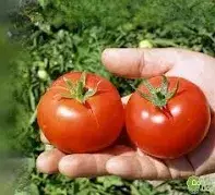 ТОПСПОРТ F1 / TOPSPORT F1 - Томат Детермінантний, Bejo