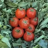ТОПСПОРТ F1 / TOPSPORT F1 - Томат Детермінантний, Bejo, фото 2