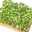 Насіння Мікрозелень Рукола Яскрава 10 г, фото 5