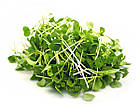 Насіння Мікрозелень Рукола Яскрава 10 г, фото 2