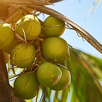 Соевая ароматическая свеча в белом кашпо в виде девочки Coconut Soleil