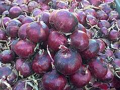 Насіння цибулі Монастрел F1 (Monastrell F1) Enza Zaden 250000