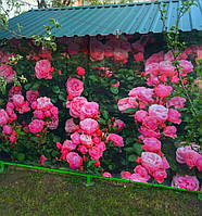 Сітка з картинкою, фотосітка, фотозабор., фото 3