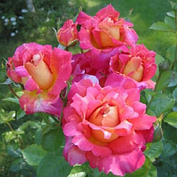 Саджанці плетистих троянд Decor Arlequin (Декор Арлекин)