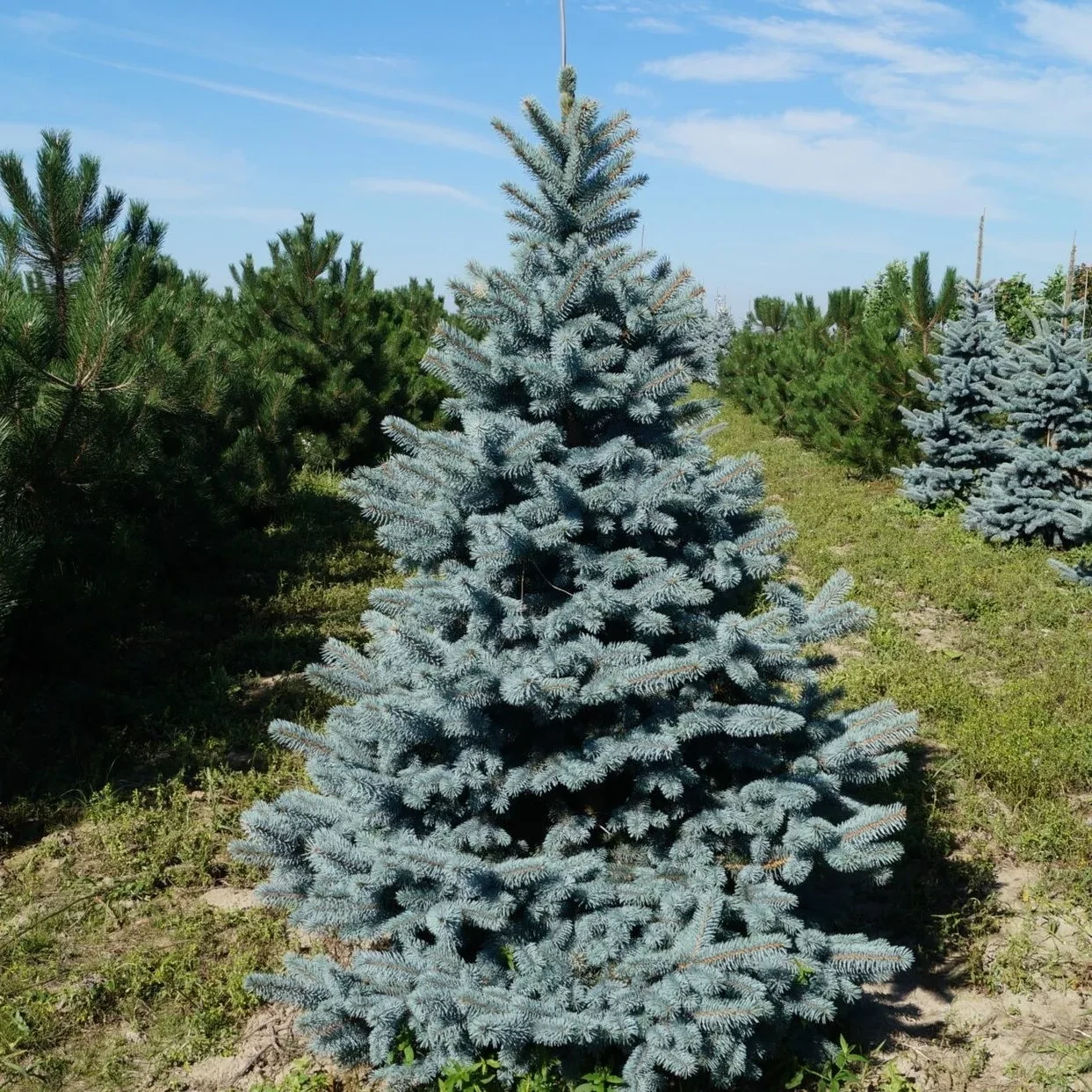 Саджанці Ялини блакитної Ольденбург 3-річний (Picea pungens Oldenburg)