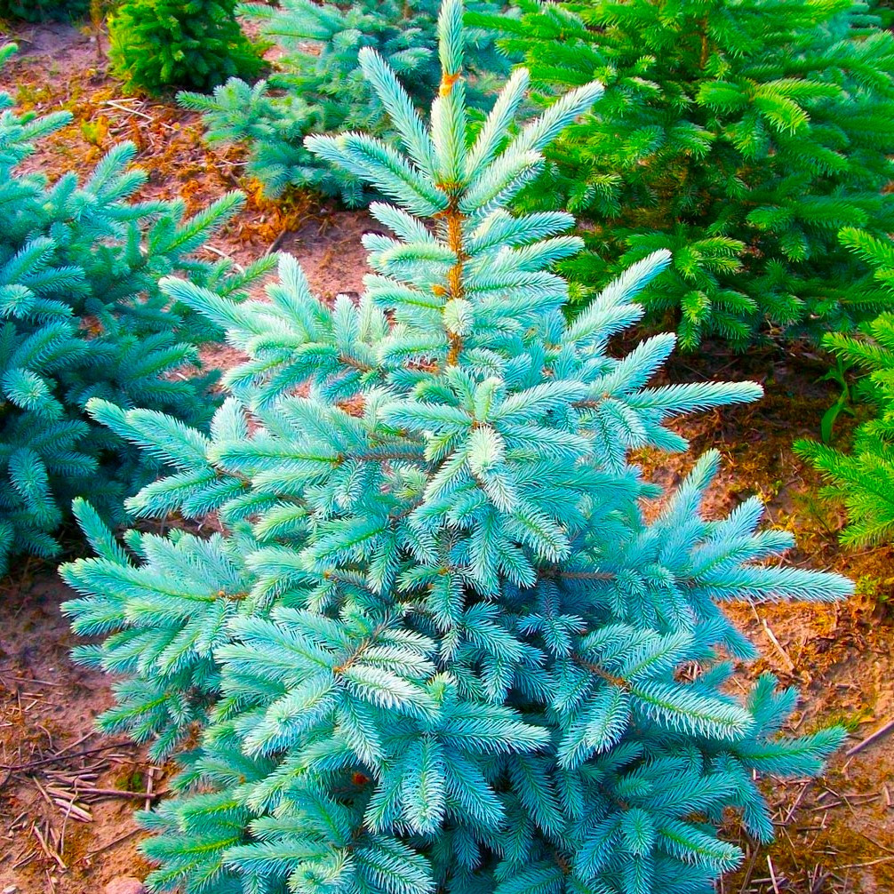 Саджанці Ялини блакитної Глаука Місті Блю 3-річний (Picea pungens Glauca Blue)