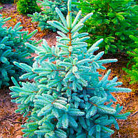 Саджанці Ялини блакитної Глаука Місті Блю 3-річний (Picea pungens Glauca Blue)