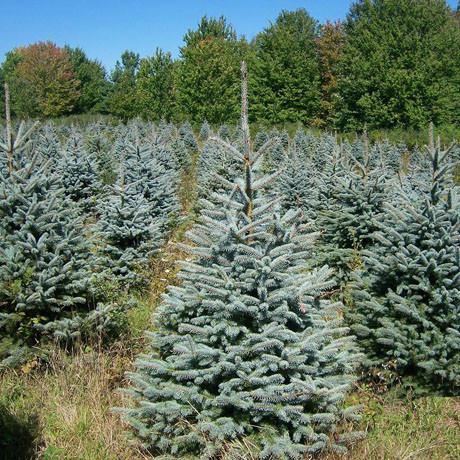 Саджанці Ялини колючої Глаука (Picea pungens Glauca)