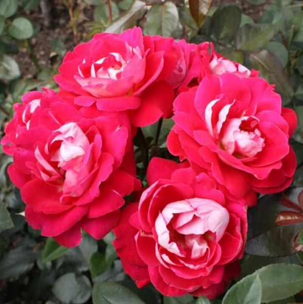 Троянда флорибунда Rose Heimatmelodie (Хайметмелоді) гор 3л